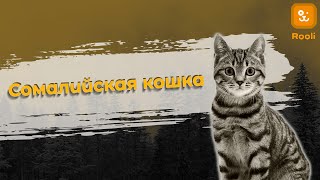 Сомалийская кошка: Видео о невероятной породе и их характере screenshot 5