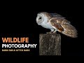 OWL PHOTOGRAPHY | Barn Owls After Dark - Part 2