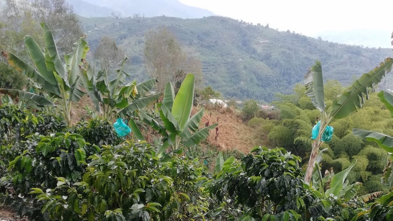 Finca en Venta con Cultivo de Café y Plátano   Agua Propia   Excelente Ubicación