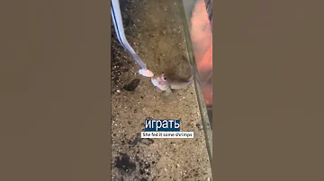 Приручила САМОГО СТРАННОГО ПИТОМЦА - сухопутную рыбу с лапами