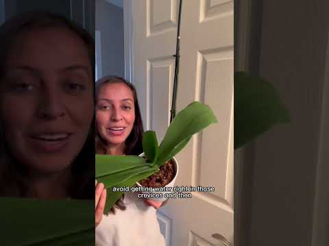 Video: Water Orchid Plants - Leer hoe en wanneer om 'n orgidee nat te maak