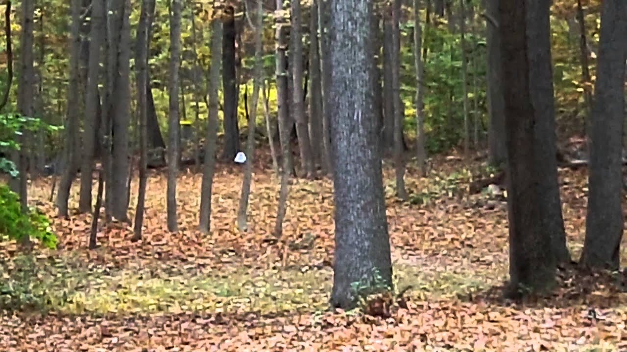 Iron Hill Disc Golf 10/18/12 (1of2) YouTube