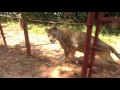 Simba and Bella, the rescued lions, getting out of their night pens