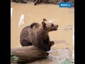 Bears at Bristol's Wild Place