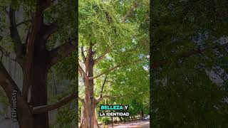 🌳 El histórico Ceibón de La Ceiba, Honduras. Este majestuoso árbol