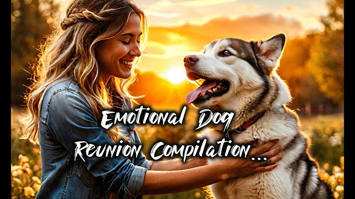 Emotional Dog Reunion Compilation: Heartwarming Moments of Loyal Dogs Reunited with Owners!