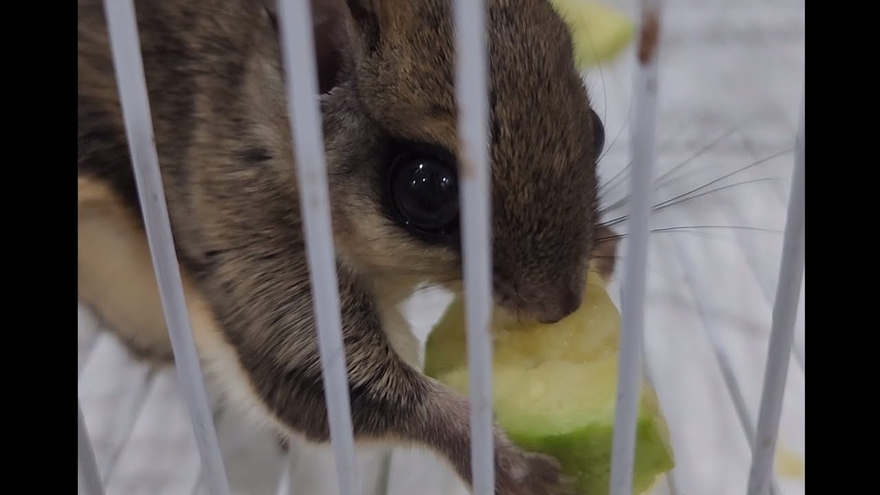 다람쥐🐿ASMR /진정한 애호박 먹방 how my squirrel eating zucchini ;) muckbang YouTube