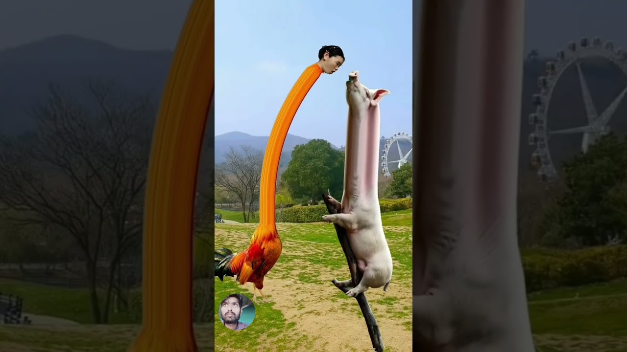 Funny Long Neck Bird & Pig Edit | Viral Meme Photo | Creative Animal Face Swap 2025 