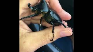 Woman Gets Up Close to Creepy Crawlers