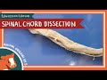 Anatomy of the Spinal Cord Quiz
