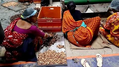 Fully Automatic Cashew Nut Scooping Line and Processing Machine with Shell separator Pelican cashew