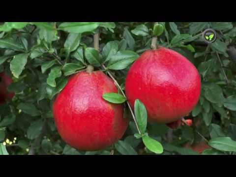 Preventing and Minimizing Pests and Diseases  in Pomegranate