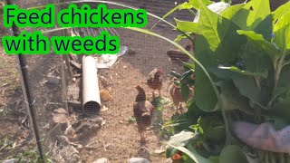 Feeding chickens with sweet potato leaves and weeds