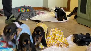 Pajama Party 🎉 by BassetBottomBassets European Basset Hound Puppies 1,656 views 7 months ago 2 minutes, 32 seconds