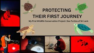 My First Wildlife Conservation Project | Sea Turtles of Sri Lanka