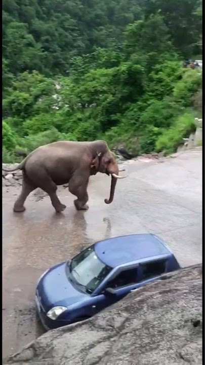 कोटद्वार रोड पर जंगली हाथी 🐘 का आतंक। terror of elphant 🐘 #short #shorts #elephant