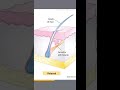 دبلوم التجميل الطبي الغير جراحي مادة الجلد و البشرة محاضرة 1
