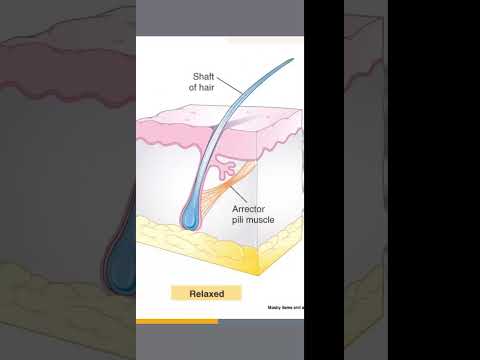 دبلوم التجميل الطبي الغير جراحي مادة الجلد و البشرة محاضرة 1