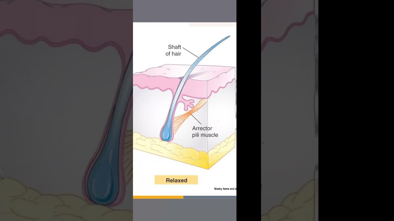 دبلوم التجميل الطبي الغير جراحي / مادة الجلد و البشرة /  محاضرة 1