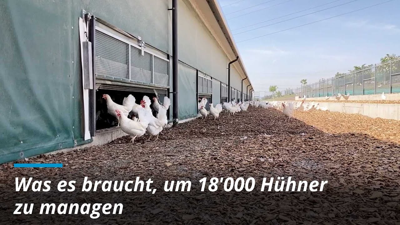 Was es braucht, um 18'000 Hühner zu managen