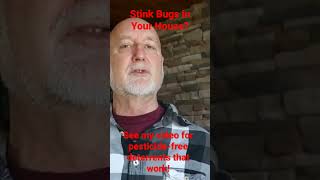 Please see my video on  Stink Bug deterrents: https://youtu.be/U4o-79om2xk