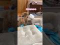 お互いの匂いが気になるトイプードル姉妹 #shorts #元保護犬