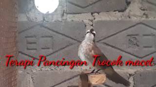 Hitungan detik trucuk Bisu dijamin nyaut. Pancingan Super Ampuh Trocok Gacor