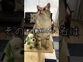 猫と犬の祖先って一緒だって知ってましたか?