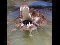 Гавиаловый крокодил 🐊