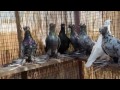 Узбекские бойные голуби / Uzbek Pigeons  ( Костя Папандопуло ( Афины, Греция ))