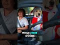 This Man Thought His Dog How to Drive. #shorts