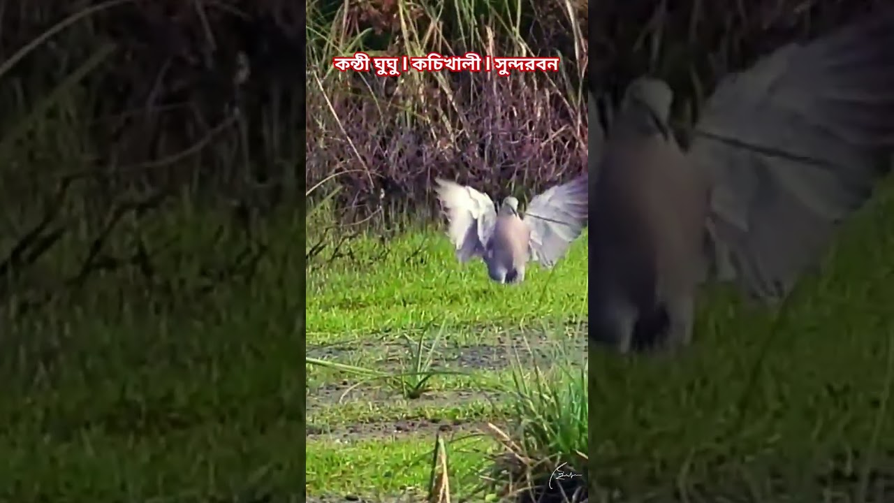 Collared Dove I Kochikhali I Sundarbans