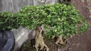 Tutorial Agar Bonsai Sancang Bisa Rimbun Dan Mengecil Daunya