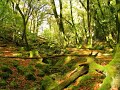 Sweet People - La Forêt Enchantée / A Wonderful Day