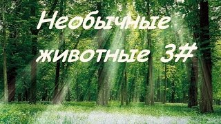 Уникальные животные 3# Уникальные животные 3#