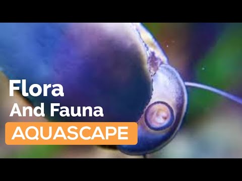 [Relaxing] Flora and Fauna inside My Aquascape Tank
