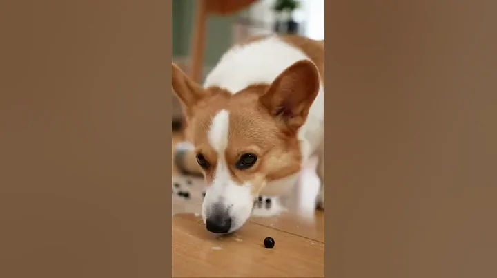 Video 11898101: grey british shorthair cat, fluffy british shorthair cat, cats dogs