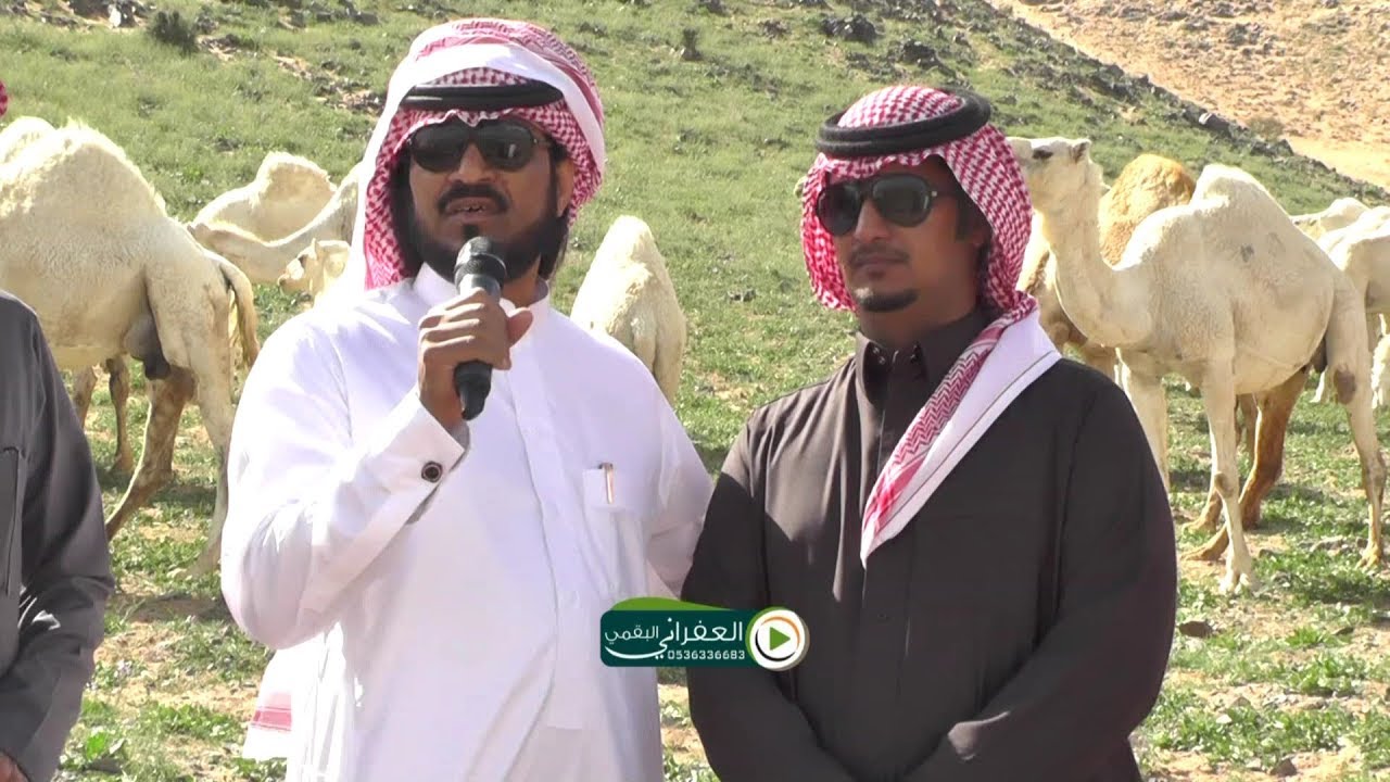 العفراني البقمي في ضيافة الشيخ فيحان بن زاحم العضيله وابنائه عند الابل في الربيع