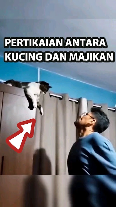 Pertikaian Kucing Dengan Majikannya #viral #trending #shorts