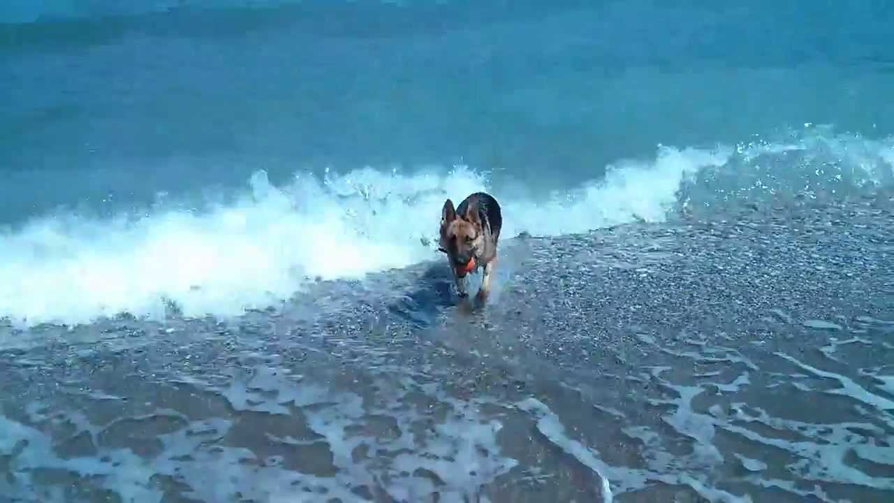 German Shepherd Swimming YouTube