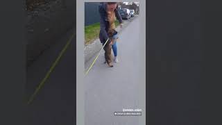 DOG REUNITED WITH ITS FAMILY