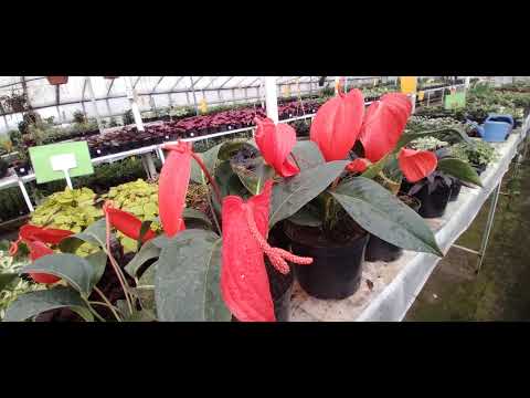 Video: Anthurium: Parvarishning Turlari Va Xususiyatlari