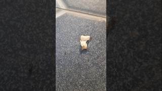 Ant's 🐜 Food