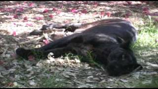 BIG CAT RESCUE visit- TIGERS, LEOPARDS & MORE