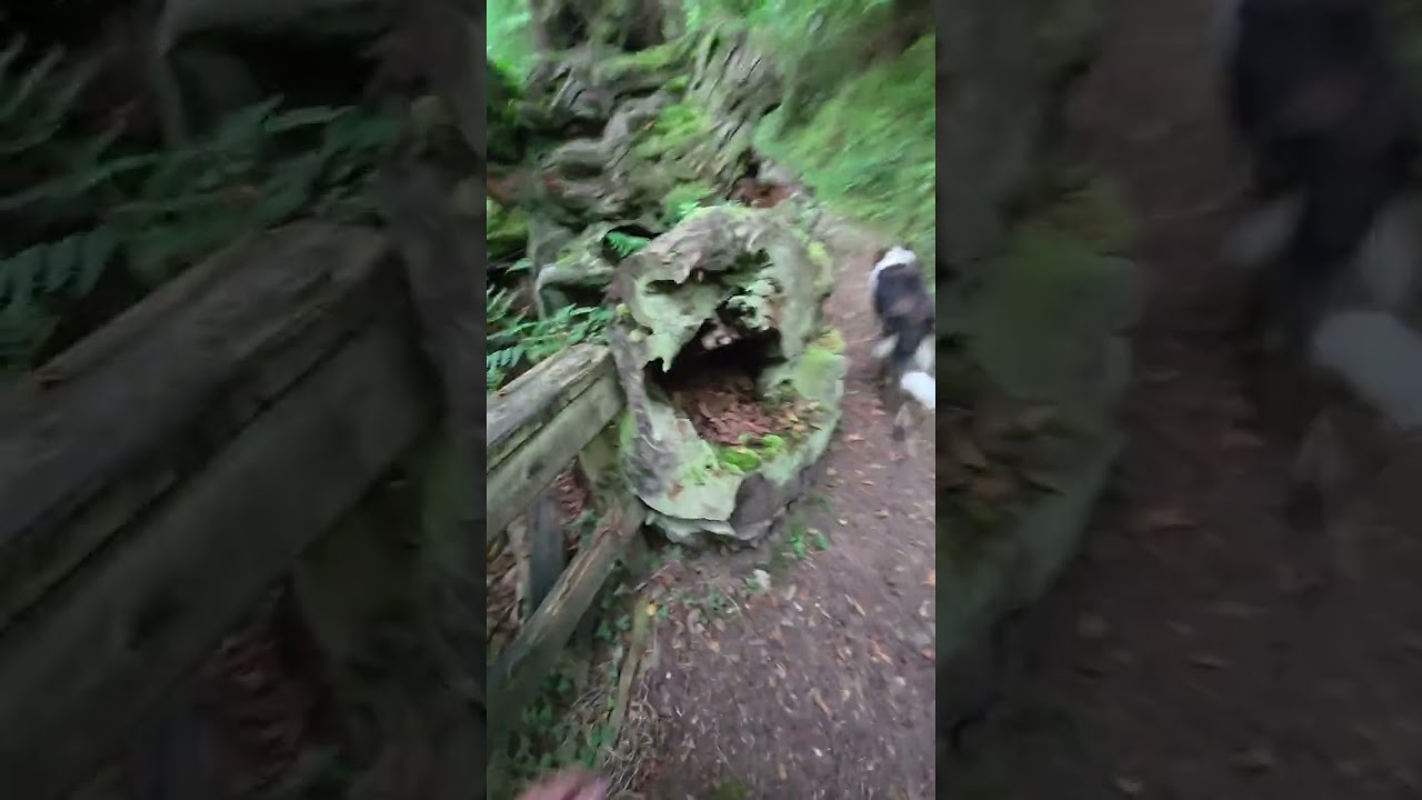 Beyu de pen- asturias trailrunning con un amigo inesperado 