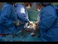 Watch an Eye Wound Heal in Real Time|Surgical Truth Exposed