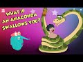 What If An Anaconda Swallows You? | Swallowed By An Anaconda | Dr Binocs Show | Peekaboo Kidz