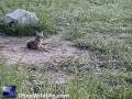 Deer chasing a Coyote