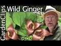 Wild ginger  asarum canadense  grow wild ginger