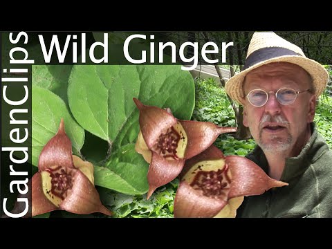 Video: Growing Wild Ginger - Puteți cultiva plante de ghimbir în sălbăticie